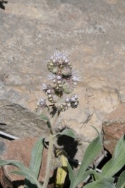 silverleaf phacelia(Phacelia hastata)
